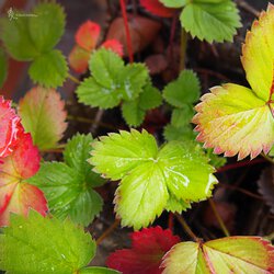 Herbstliche Erdbeeren